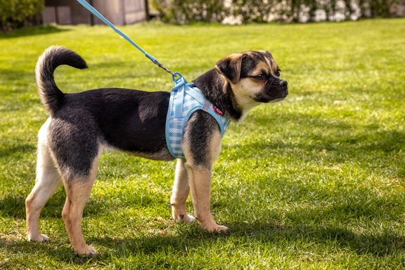 Puppy curli Clasp